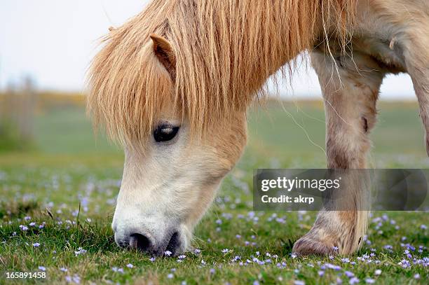 white shetland pony grazing - pony 個照片及圖片檔