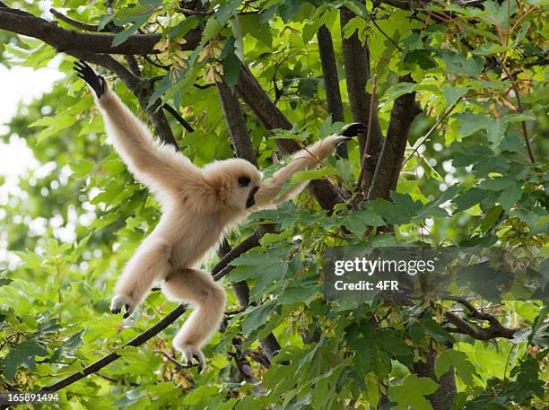 young lar gibbon playing in the tree, mid-air - monkey stock pictures, royalty-free photos & images