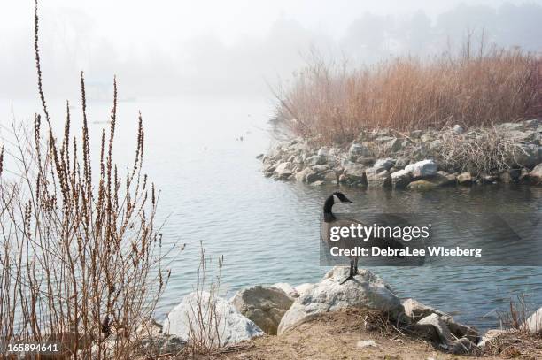 canada goose im nebel - kanadagans stock-fotos und bilder