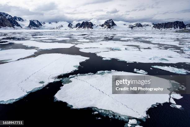 polar bear footprints on ice - arctic stock pictures, royalty-free photos & images