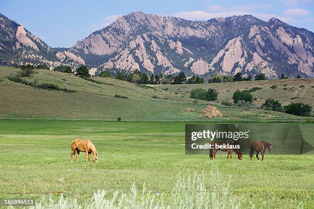 grazing horses - boulder co stockfoto's en -beelden