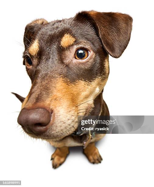 looking down at sitting puppy dog isolated on white - dog looking down stock pictures, royalty-free photos & images