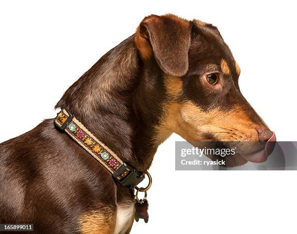 isolé profil d'une race mixte chiot chien de lécher nez - langue-des-animaux photos et images de collection