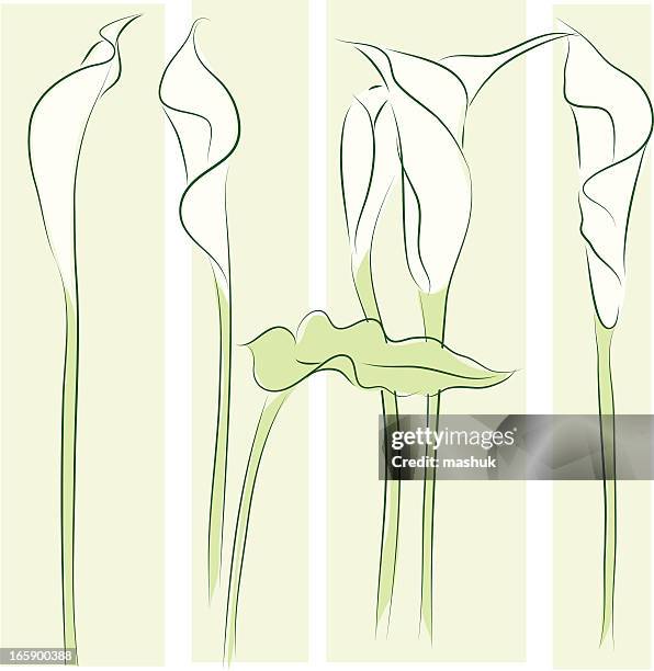 calla lily - calla lily stock illustrations