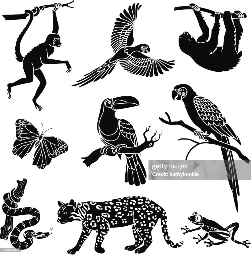 Rainforest animals