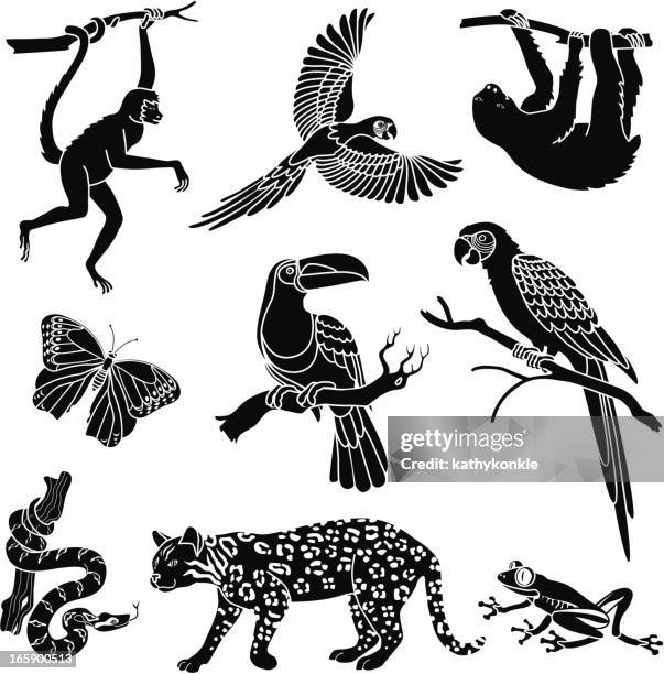 rainforest animals - tropical bird stock illustrations