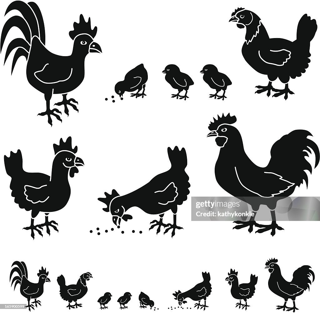 Chickens and roosters