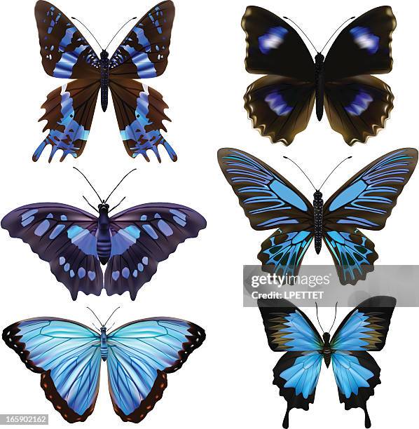 127点のmorpho Butterflyイラスト素材 Getty Images 127点のmorpho Butterflyイラスト素材 Getty Images