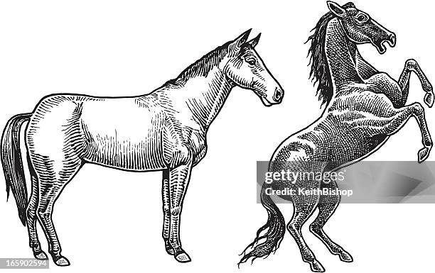 stockillustraties, clipart, cartoons en iconen met horses - stallions - stallion