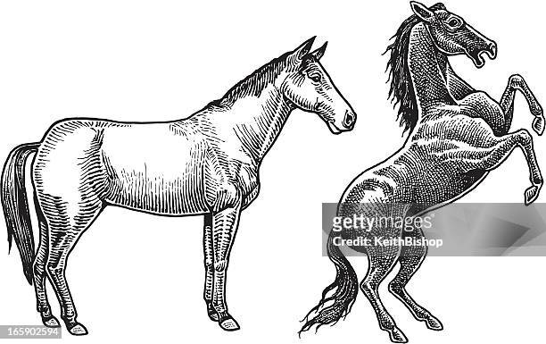 horses - stallions - 馬 幅插畫檔、美工圖案、卡通及圖標