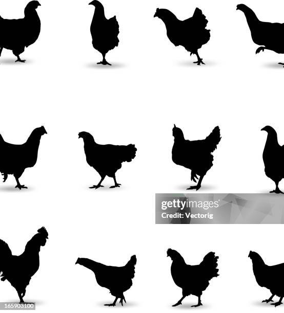 chicken silhouette - barred plymouth rock chicken stock illustrations