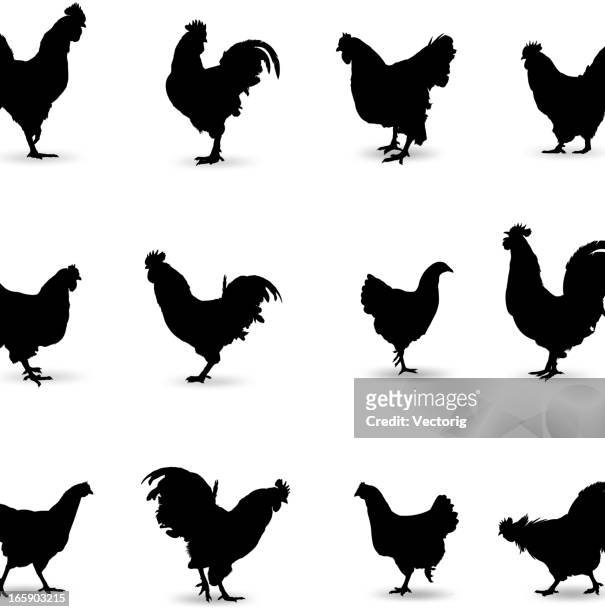 illustrazioni stock, clip art, cartoni animati e icone di tendenza di silhouette di gallo - cock