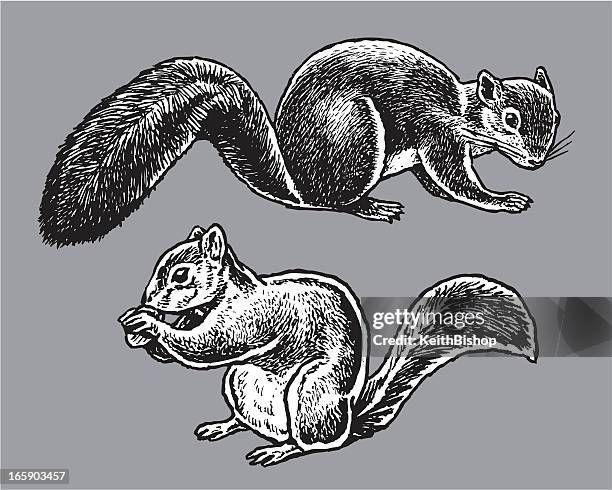 stockillustraties, clipart, cartoons en iconen met wild animals - squirrels - squirrel