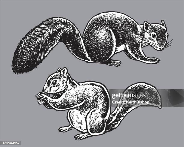 ilustrações, clipart, desenhos animados e ícones de animais selvagens-esquilos - squirrel