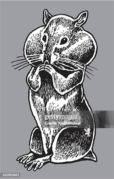 ilustrações, clipart, desenhos animados e ícones de esquilo-wild animal - chipmunk