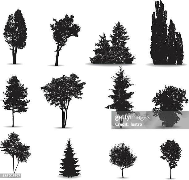 trees - american arborvitae stock illustrations