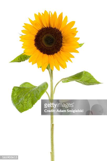 sunflower isolated on white - sun flower stockfoto's en -beelden