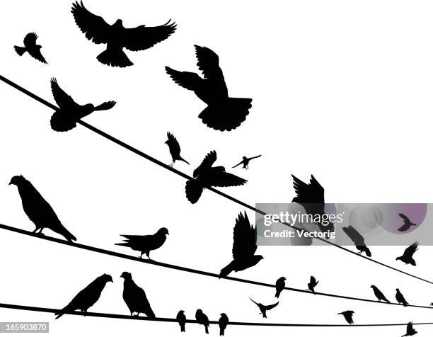 26点のスズメイラスト素材 Getty Images 26点のスズメイラスト素材 Getty Images