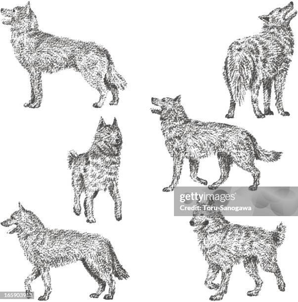 stockillustraties, clipart, cartoons en iconen met siberian husky silhouette - sledehond