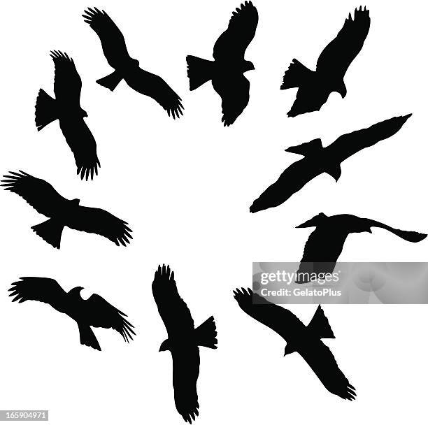 131点のオオタカイラスト素材 Getty Images 131点のオオタカイラスト素材 Getty Images