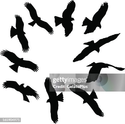 Eagle Silhouette Eagle Silhouette