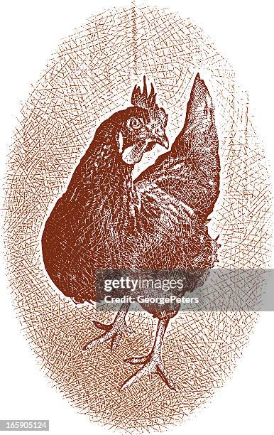 rooster design element - free range stock illustrations