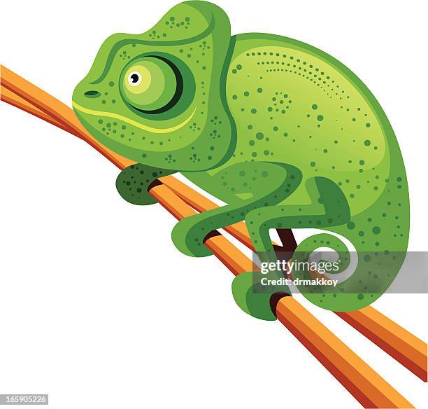 chameleon - camaleon stock illustrations