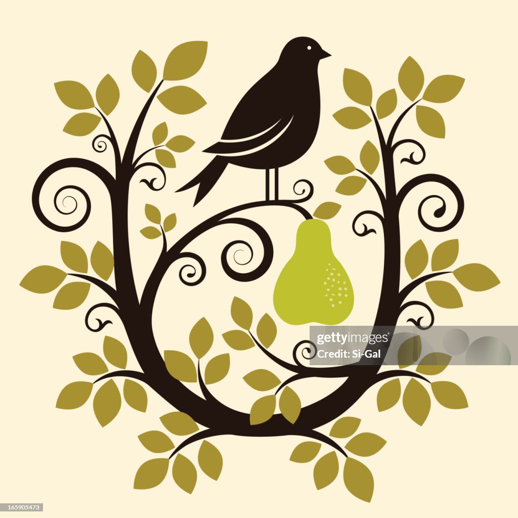 Pear Tree Partrige Partridge In A Pear Tree High-Res Vector Graphic - Getty Images