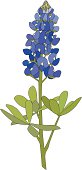 Bluebonnet Flower