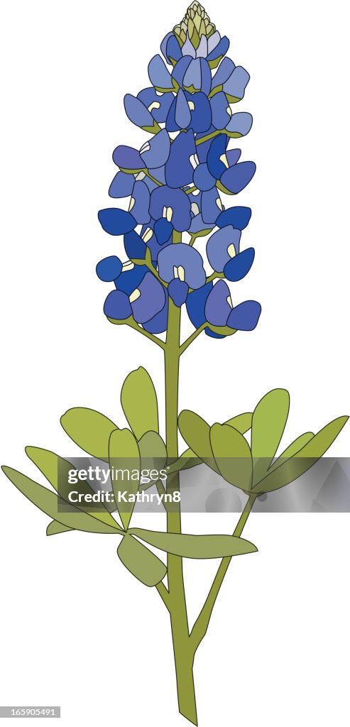 Bluebonnet Flower