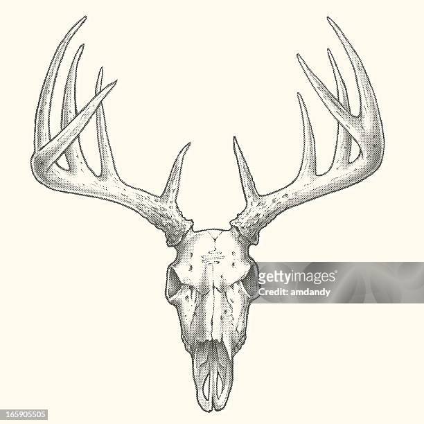 ilustrações de stock, clip art, desenhos animados e ícones de ponto crânio de veado - animal morto