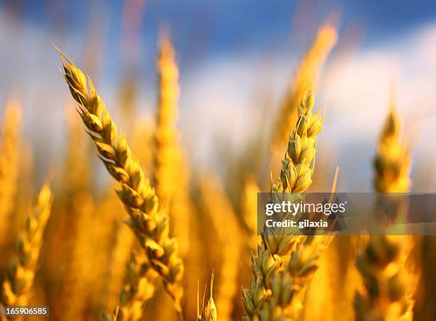 wheat in a field,closeup. - winter wheat harvest stockfoto's en -beelden