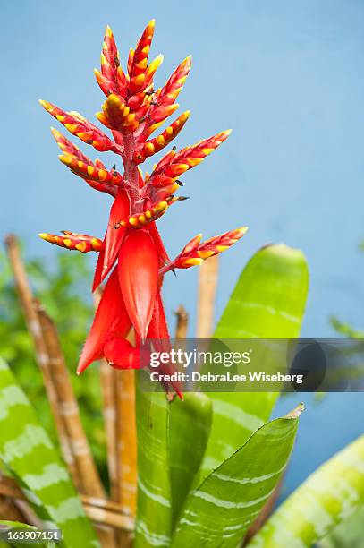 tropicaux bromélia - trinité et tobago photos et images de collection
