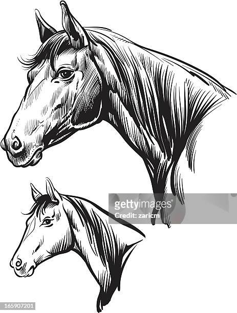 horse - horse head stock illustrations