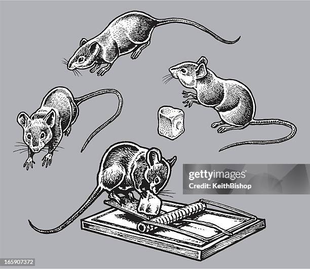 rats or mice - rodents, pests - mouse animal stock illustrations