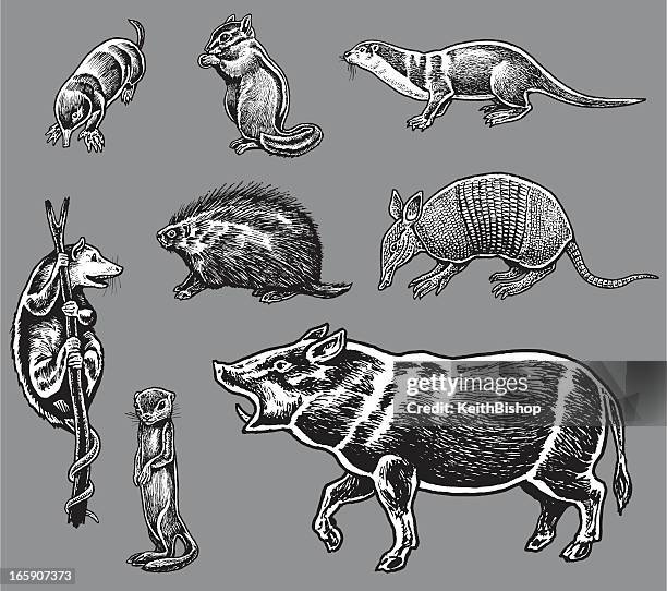 ilustraciones, imágenes clip art, dibujos animados e iconos de stock de wild-jabalíes, para animales. armadillo,, topo africana - river otter