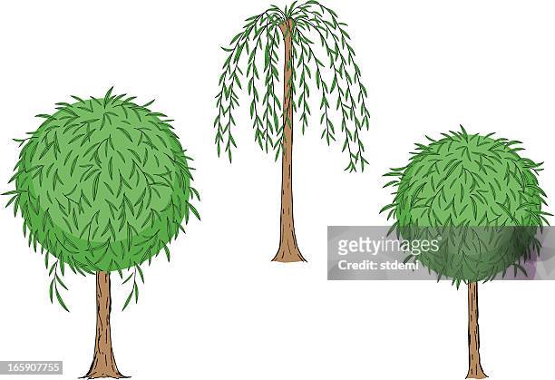 willow tree - weeping willow stock illustrations