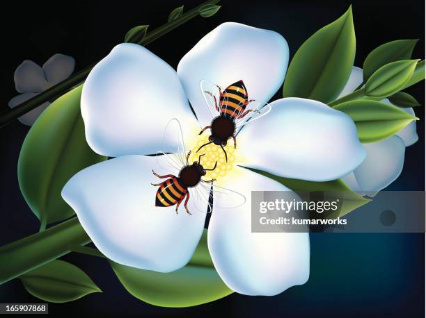 spring flower and bee - bumblebee white stock illustrations
