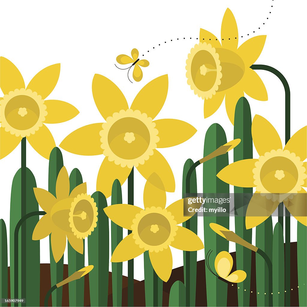 Daffodils butterflies spring flower yellow garden illustration vector