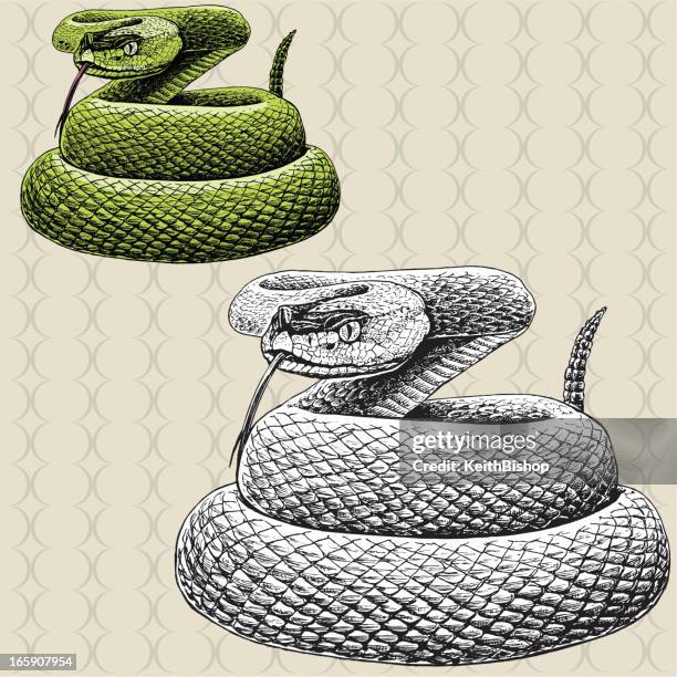 rattlesnake-- snake - schlange kriechtier stock-grafiken, -clipart, -cartoons und -symbole