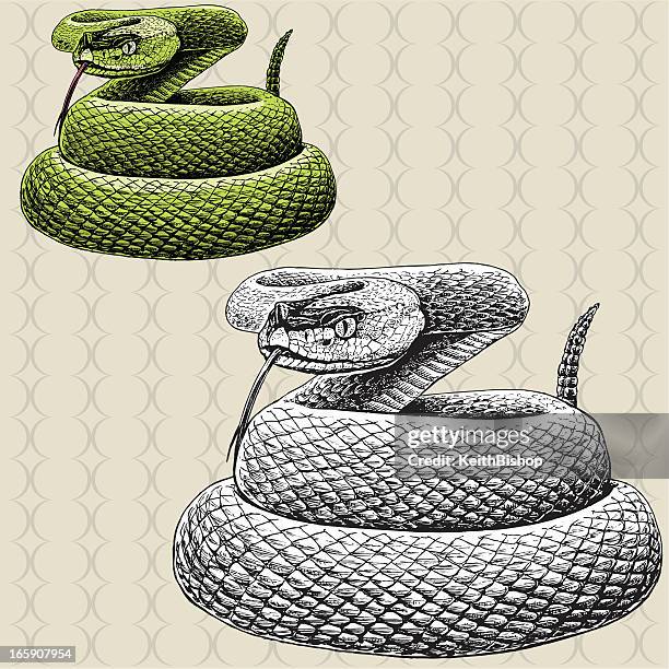rattlesnake hissing - snake - rattlesnake stock illustrations