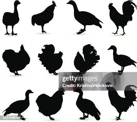 Chickens Chickens