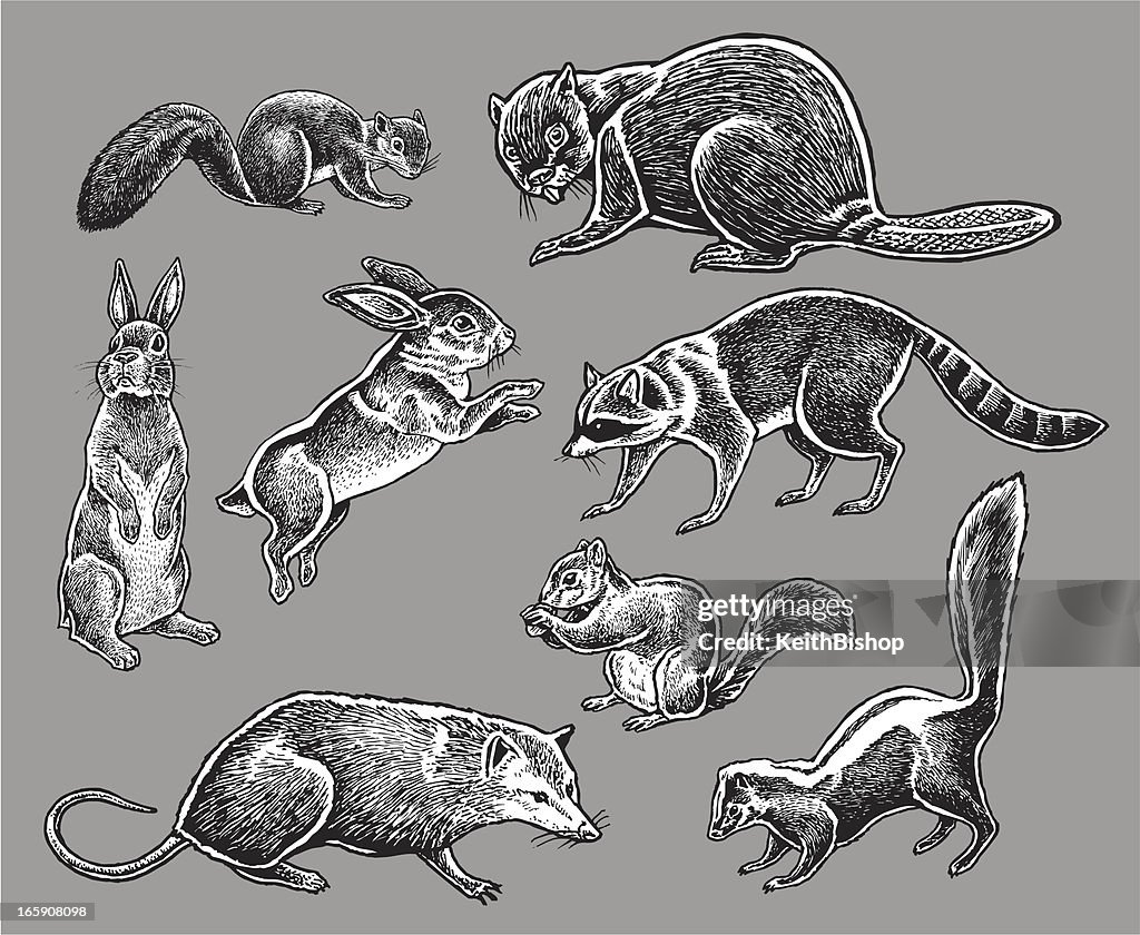 Wild Animals Squirrel Rabbit Skunk Raccoon High-Res Vector Graphic ...