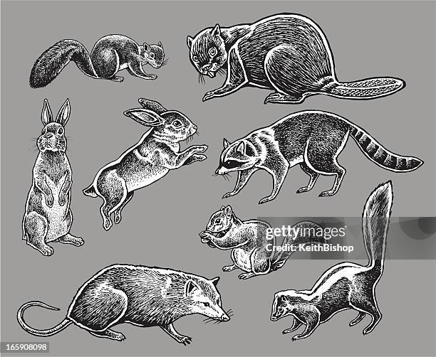 wild animals - squirrel, rabbit, skunk, raccoon - squirrel stock illustrations