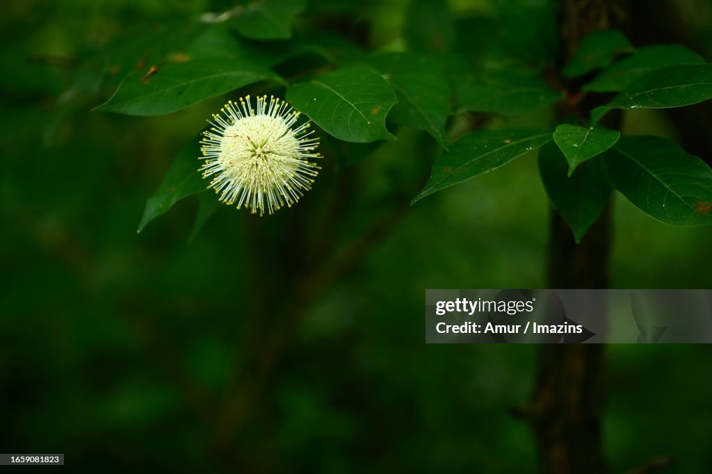 Cephalanthus occidentalis