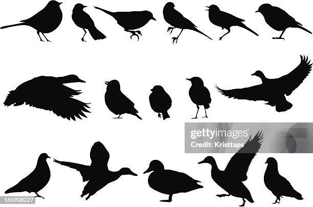 vectorial illustrations of various bird silhouettes - bird stock illustrations