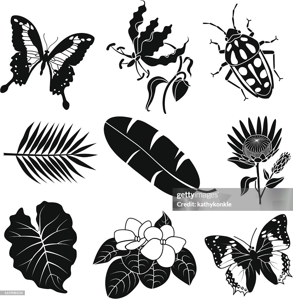 Tropical flora and fauna