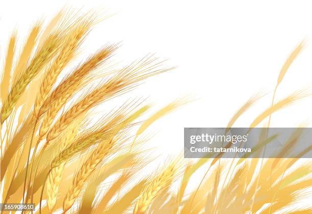 gold wheat - wheat stalks stock illustrations