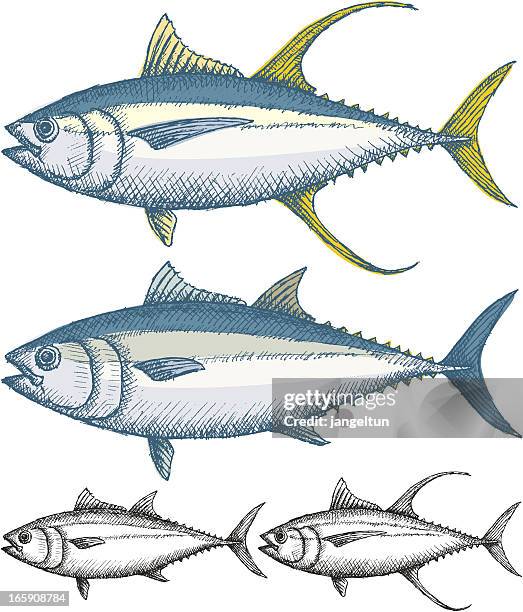 tuna fish - yellow fin tuna fish stock illustrations