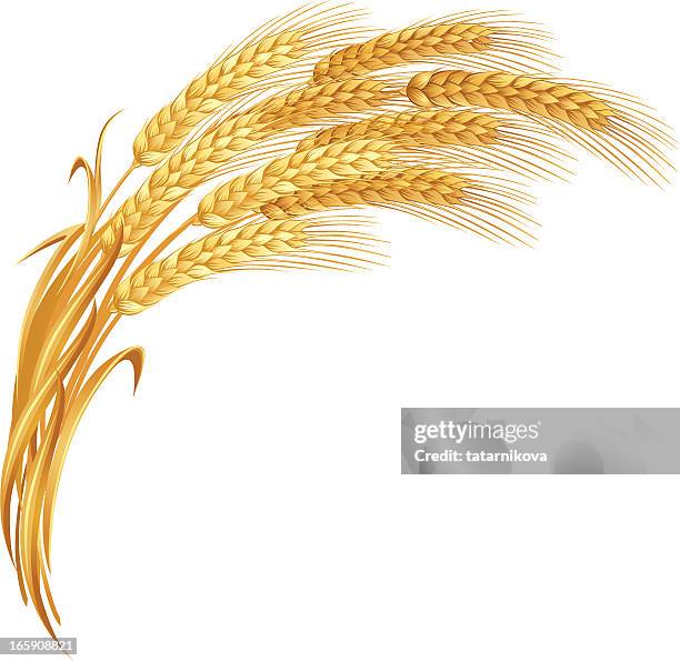 an artistic impression of golden ears of wheat - whole wheat stock illustrations